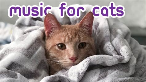 cat relax music